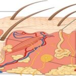 Integumentary System of Human Hindi त्वक ग्रंथियां (Cutaneous glands)