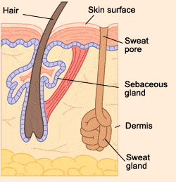 त्वक ग्रंथियां (Cutaneous glands)