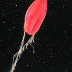 संघ – टीनोफोरा (Phylum Ctenophora)