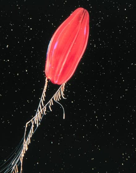 संघ – टीनोफोरा (Phylum Ctenophora)