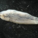 संघ – प्लेटीहेल्मिन्थिज (Phylum Platyhelminthes)