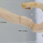 संघ हेमीकॉड्रेटा (Phylum Hemichordata)