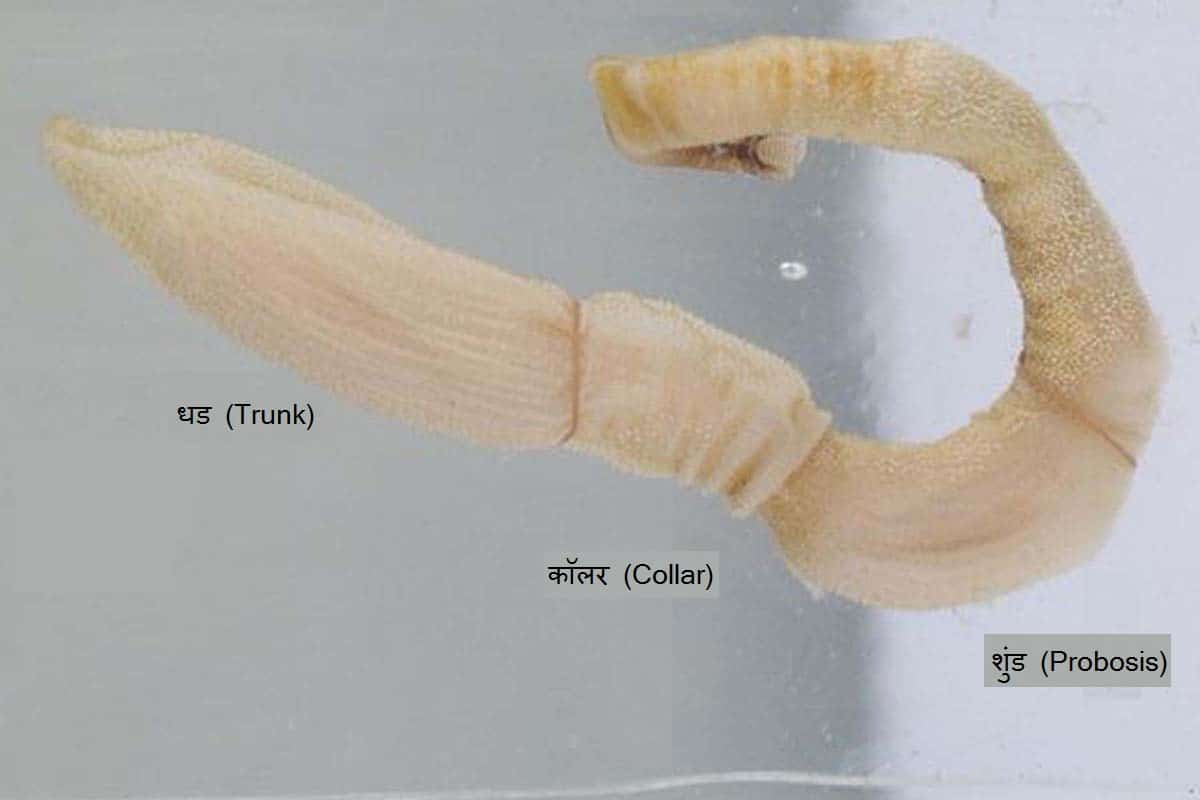 संघ हेमीकॉड्रेटा (Phylum Hemichordata)