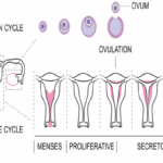 आर्तव चक्र (menstrual cycle fertility )