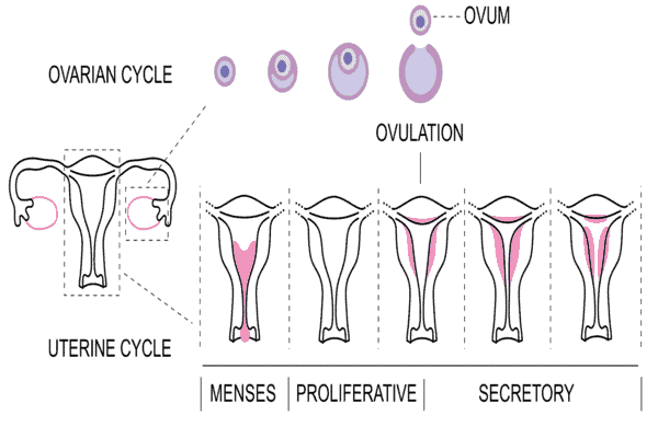 आर्तव चक्र (menstrual cycle fertility )