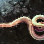 संघ ऐनेलिडा (Phylum Annelida in Hindi )