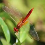 संघ – आर्थोपोडा  (Phylum Arthopoda in Hindi)