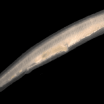 The lancet उपसंघ सिफैलोकोर्डेटा (Subphylum Cephalochordata)