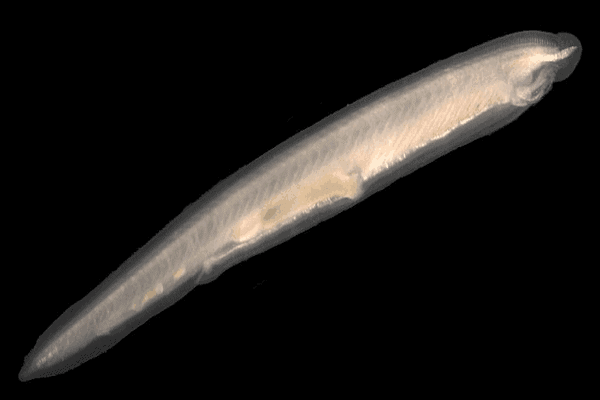 The lancet उपसंघ सिफैलोकोर्डेटा (Subphylum Cephalochordata)