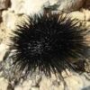 संघ एकाइनोडर्मेटा (Phylum Echinodermata)