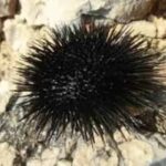 संघ एकाइनोडर्मेटा (Phylum Echinodermata)