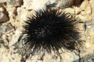 संघ एकाइनोडर्मेटा (Phylum Echinodermata)