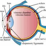 The Eye नेत्र की संरचना, समंजन क्षमता तथा दृष्टि की क्रियाविधि 