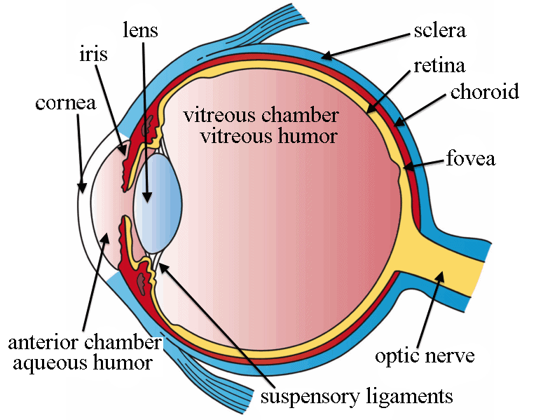 The Eye नेत्र की संरचना, समंजन क्षमता तथा दृष्टि की क्रियाविधि 