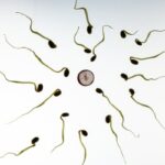 fertilization in women  where does fertilization occur in the female