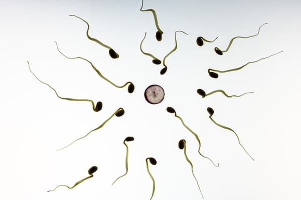 fertilization in women  where does fertilization occur in the female