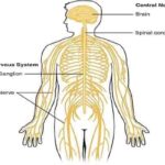 मानव का तंत्रिका तंत्र (Humain Nervous System)