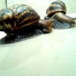 संघ मोलस्का (Phylum Mollusca Hindi)