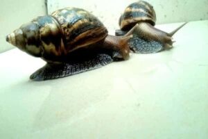 संघ मोलस्का (Phylum Mollusca Hindi)