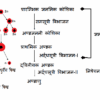 अंडजनन (Oogenesis in Hindi)