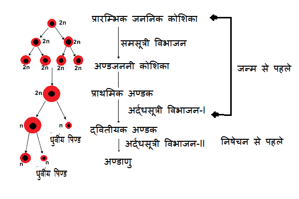अंडजनन (Oogenesis in Hindi)
