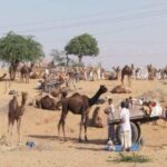 राजस्थान के प्रमुख मेले (Rajasthan Ke Mele)