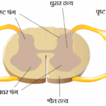 मेरुरज्जु (Spinal cord)
