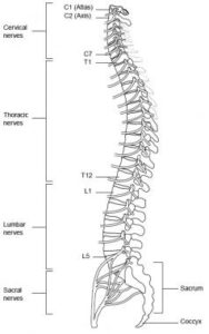 मेरुरज्जु (Spinal cord)