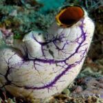 Subphylum Urochordata tunicate