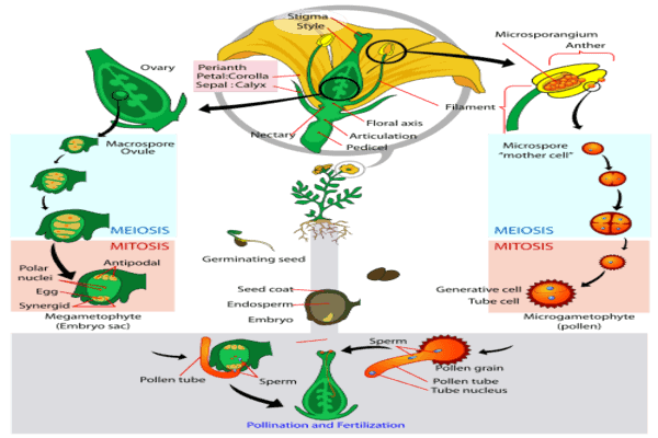 दोहरा निषेचन, भूर्णपोष, भूर्ण और बीज Double Fertilization, Endosperm, Embryo and Seed