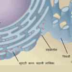 अन्तः प्रद्रव्यी जालिका Endoplasmic reticulum in Hindi