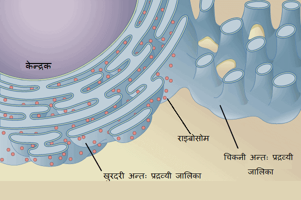 अन्तः प्रद्रव्यी जालिका Endoplasmic reticulum in Hindi