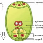 Megasporogenesis and Embryo sac