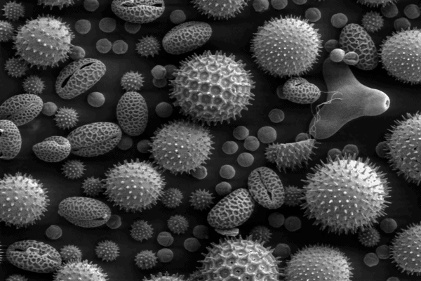 Microsporogenesis and Pollen Grain