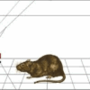 अधिगम का क्रिया-प्रसूत सिद्धांत ( Operant Conditioning Theory of Learning)