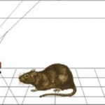 अधिगम का क्रिया-प्रसूत सिद्धांत ( Operant Conditioning Theory of Learning)