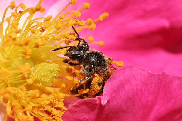 Pollination and its types