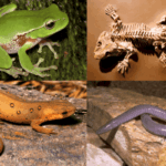 वर्ग एम्फिबिया (Class Amphibia hindi) amphibians(