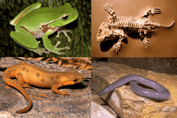 वर्ग एम्फिबिया (Class Amphibia hindi) amphibians(