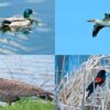 वर्ग एवीज class aves know what is bird