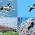 वर्ग एवीज class aves know what is bird