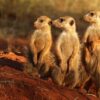 class mamalia mammals in hindi
