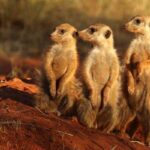 class mamalia mammals in hindi