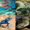 Class Reptilia Hindi