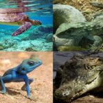 Class Reptilia Hindi