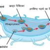 function of lysosome in hindi लाइसोसोम