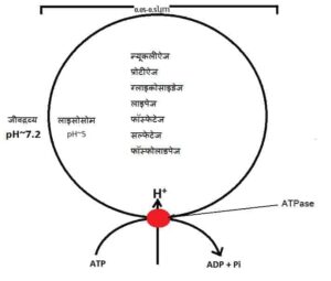 function of lysosome in hindi लाइसोसोम