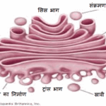 golgi body hindi