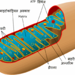 mitochondria-ki-khoj-sanrachna-kaary