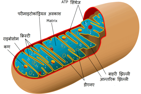 mitochondria-ki-khoj-sanrachna-kaary